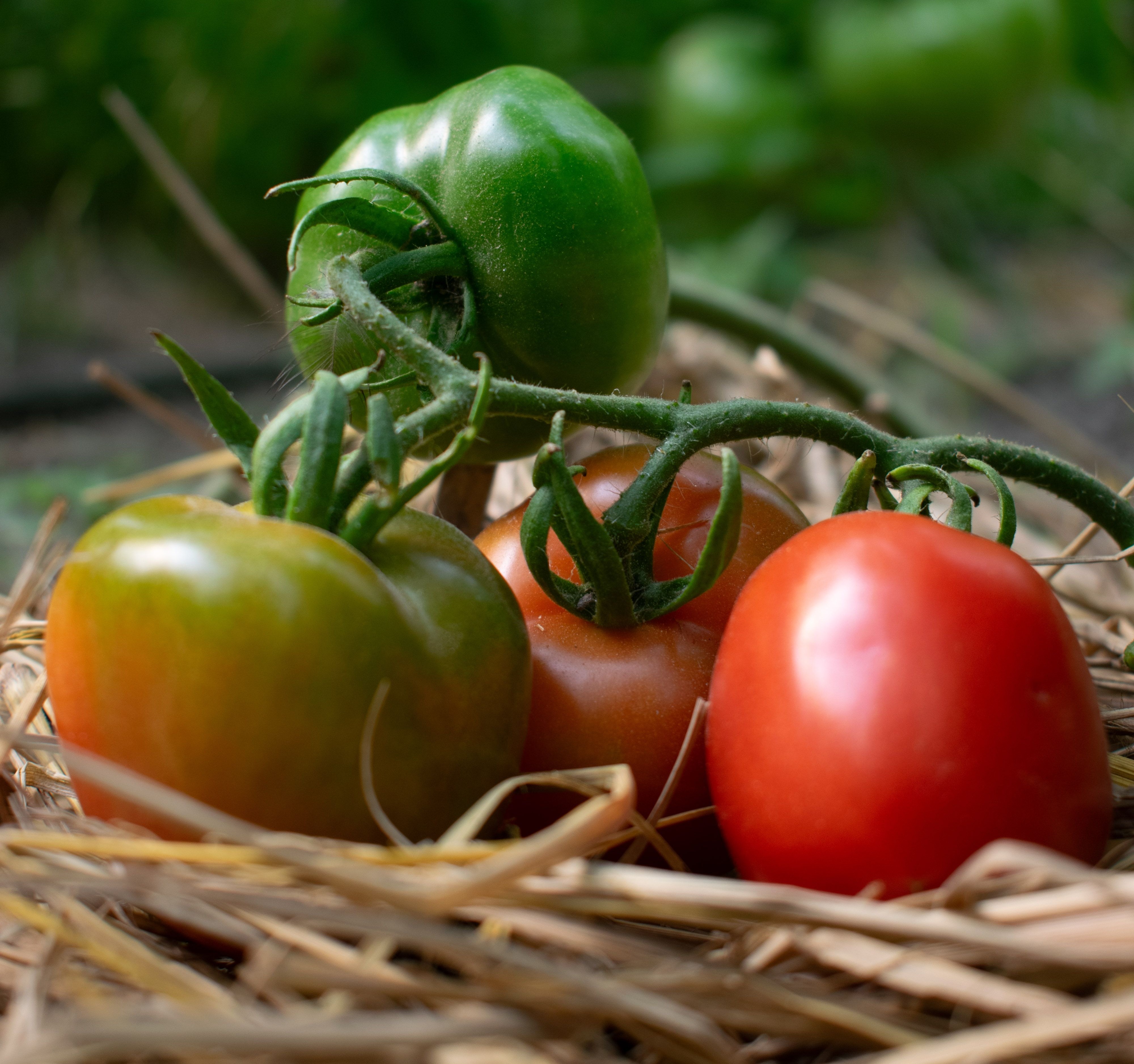 Agroprocessing Facility